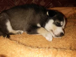 Prodáme štěňátka sibiřského husky