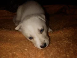 Prodáme štěňátka sibiřského husky