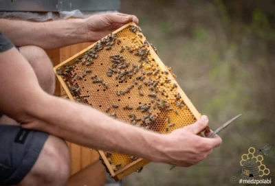 Včelí oddělky 2026, r.m. 39*24