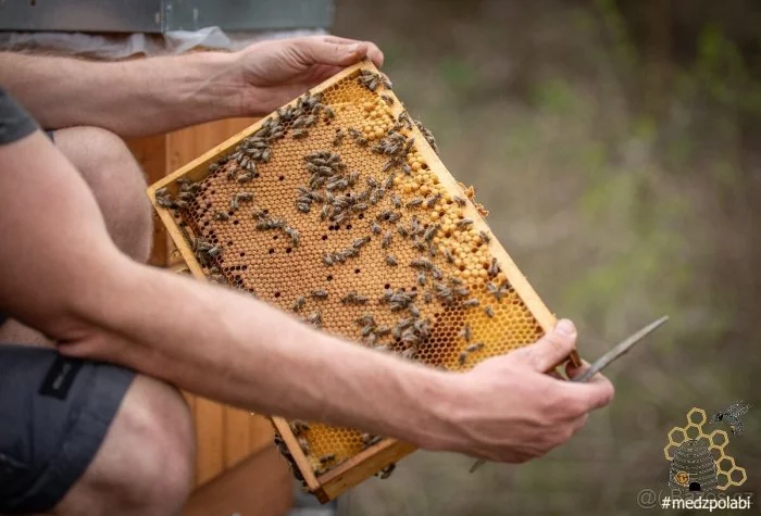 Včelí oddělky 2026, r.m. 39*24