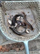 prodej vánočních kaprů