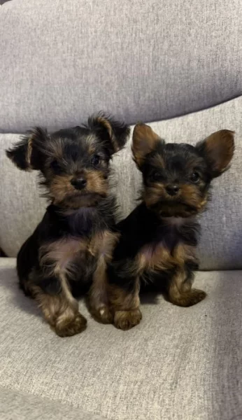 Štěňátka yorkshirského teriéra
