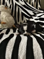 Štěňátko čivavy