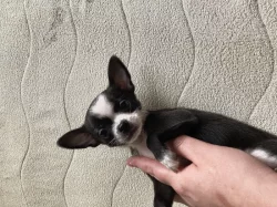 Štěňátko čivavy