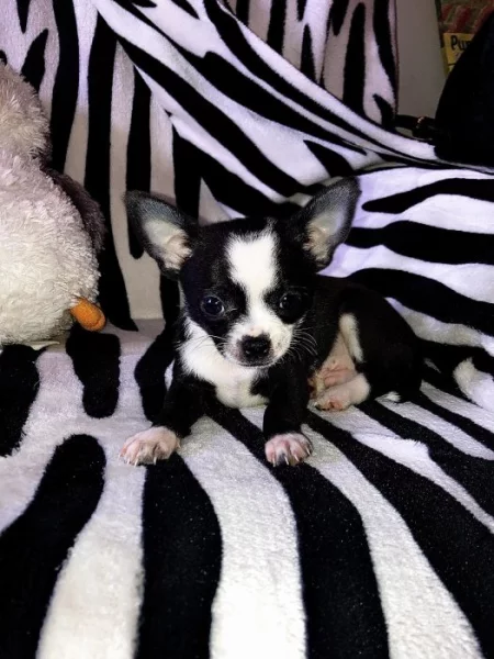 Štěňátko čivavy