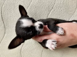 Štěňátko čivavy