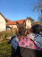 Nabízím pejsky belgického ovčáka malinoise s Pp