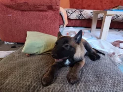 Nabízím pejsky belgického ovčáka malinoise s Pp
