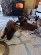 Nabízím pejsky belgického ovčáka malinoise s Pp