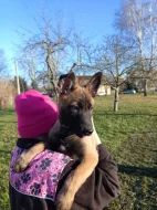 Nabízím pejsky belgického ovčáka malinoise s Pp