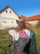 Nabízím pejsky belgického ovčáka malinoise s Pp