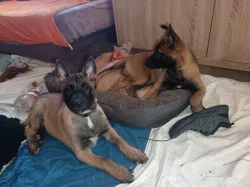 Nabízím pejsky belgického ovčáka malinoise s Pp