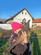 Nabízím pejsky belgického ovčáka malinoise s Pp