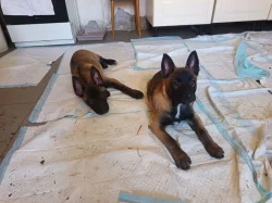 Nabízím pejsky belgického ovčáka malinoise s Pp