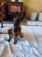 Nabízím pejsky belgického ovčáka malinoise s Pp