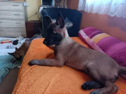 Nabízím pejsky belgického ovčáka malinoise s Pp