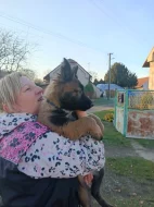 Nabízím pejsky belgického ovčáka malinoise s Pp