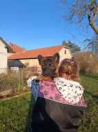 Nabízím pejsky belgického ovčáka malinoise s Pp