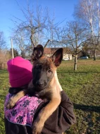 Nabízím pejsky belgického ovčáka malinoise s Pp