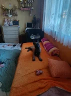 Nabízím pejsky belgického ovčáka malinoise s Pp