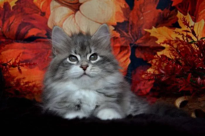 CHS prodá sibiřskou kočičku s PP