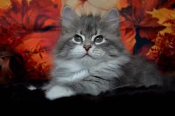 CHS prodá sibiřskou kočičku s PP