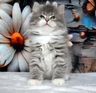 CHS prodá sibiřskou kočičku s PP