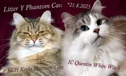 CHS prodá sibiřskou kočičku s PP