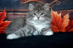 CHS prodá sibiřskou kočičku s PP