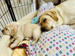 Labrador štěňátka s PP