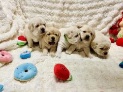 Labrador štěňátka s PP