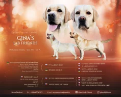 Labrador štěňátka s PP