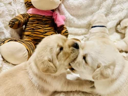 Labrador štěňátka s PP