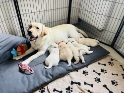 Labrador štěňátka s PP