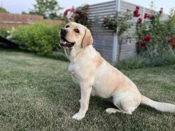 Labrador štěňátka s PP