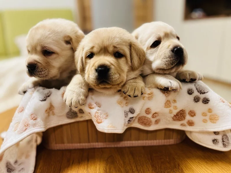 Labrador štěňátka s PP