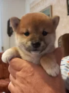 Shiba inu
