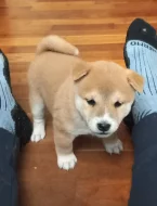 Shiba inu