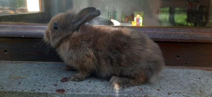 Zakrslý králik- sameček