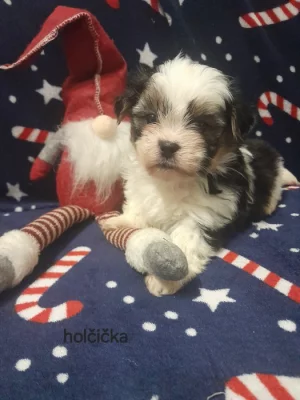 Shih-tzu