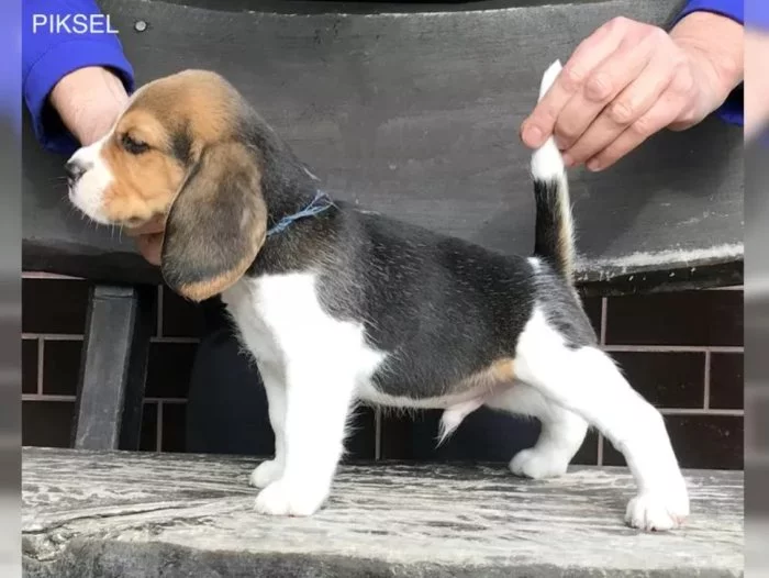 Bígl štěňátka s PP