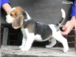 Bígl štěňátka s PP