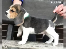 Bígl štěňátka s PP