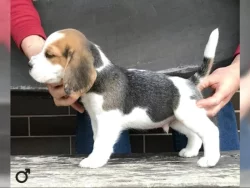 Bígl štěňátka s PP