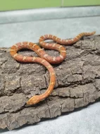 Užovka červená (Corn Snake)