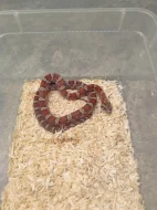 Užovky červené 8/25 classic a diffused