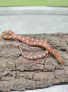 Užovka červená (Corn Snake)