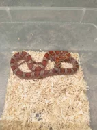 Užovky červené 8/25 classic a diffused