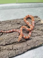 Užovka červená (Corn Snake)