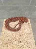 Užovky červené 8/25 classic a diffused